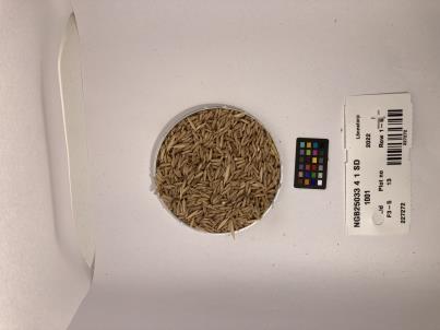 SEED